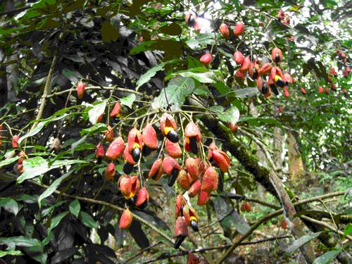 牛栓藤 認(rèn)識(shí)植物