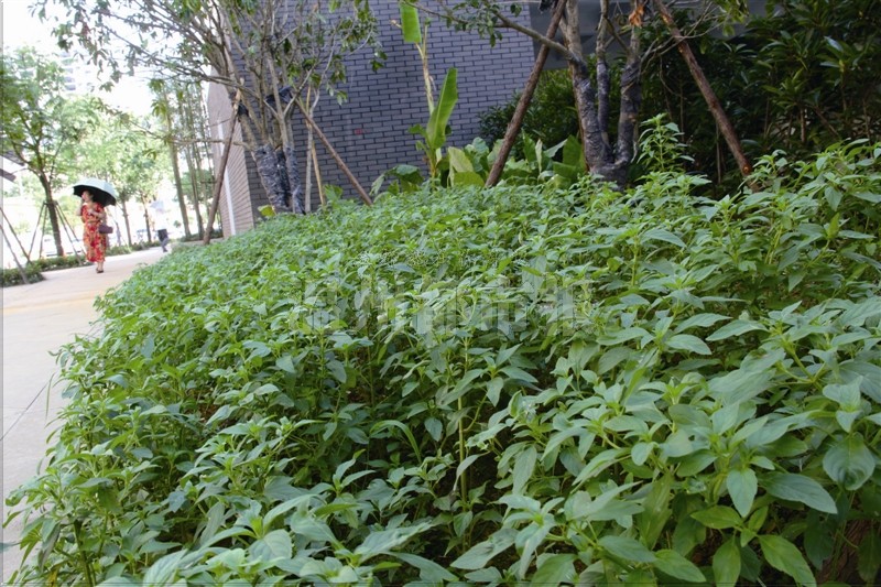 綠化帶不種花草種中藥 溫州首條中醫(yī)藥街落戶(hù)南塘