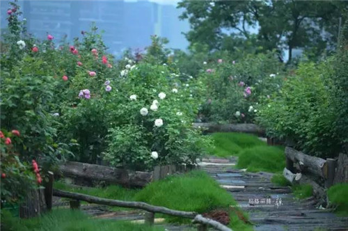 露臺(tái)上建造的花園
