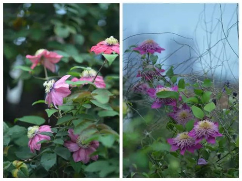 露臺(tái)上建造的花園