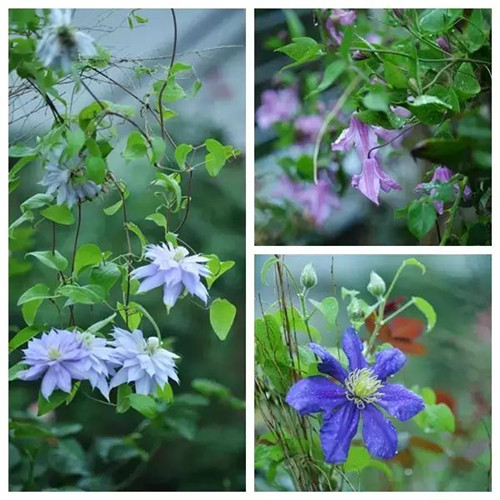 露臺(tái)上建造的花園