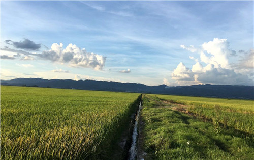 植保無人機(jī)效率這么高 為何農(nóng)民難接受？