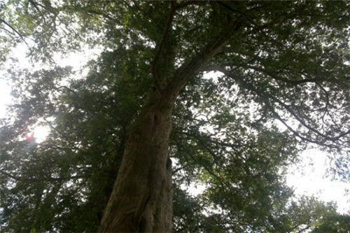 原來云南一直養(yǎng)著那么多“珍稀植物”