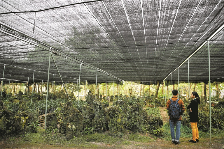 世界蘭科植物保護(hù)研究有了“深圳模式”