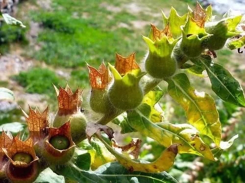 植物有隱藏的記憶？