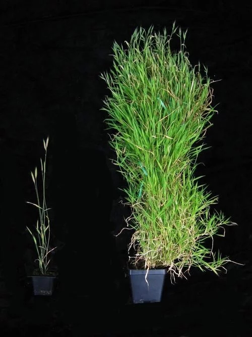 植物有隱藏的記憶？