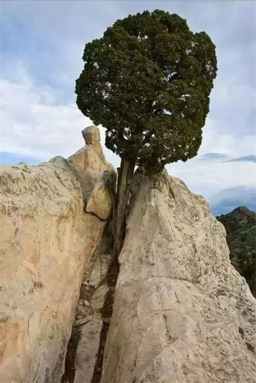這些千年古樹，都是寶物啊