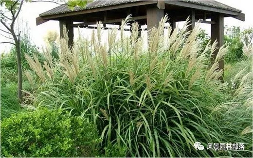 巧妙識(shí)別23種景觀設(shè)計(jì)常用觀賞草