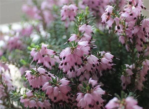 歐石楠——花朵漂亮高雅，花期長