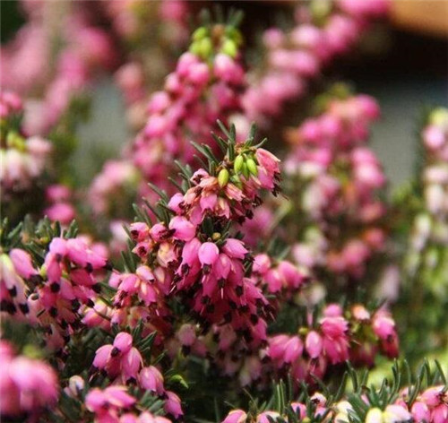 歐石楠——花朵漂亮高雅，花期長