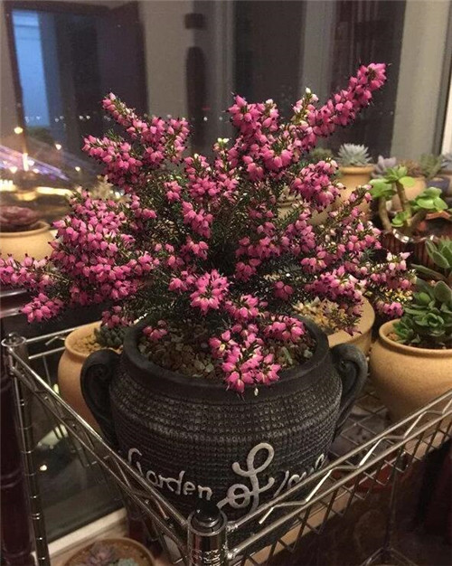 歐石楠——花朵漂亮高雅，花期長