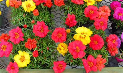 這8種夏天開(kāi)花植物，越曬太陽(yáng)，開(kāi)花越猛