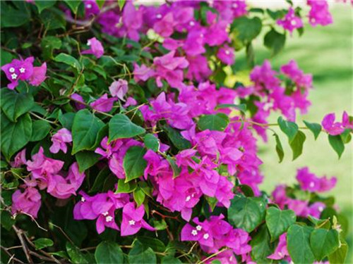 這8種夏天開(kāi)花植物，越曬太陽(yáng)，開(kāi)花越猛