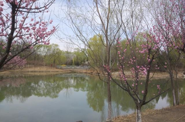 董麗：在植物景觀大師眼中 沒(méi)有雜草