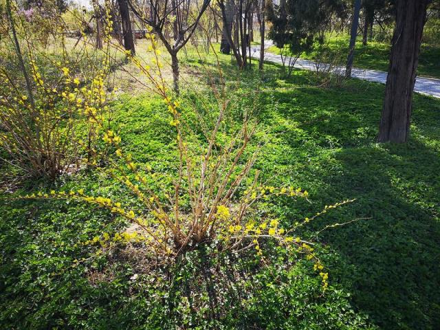 董麗：在植物景觀大師眼中 沒(méi)有雜草