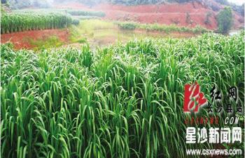 湖南長沙縣推廣“速生植物捕碳儲碳修復(fù)大氣環(huán)境”技術(shù)